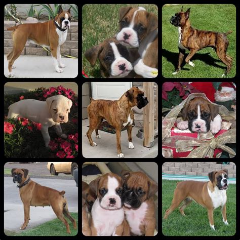 boxer puppies grand junction co|boxer breeders near me.